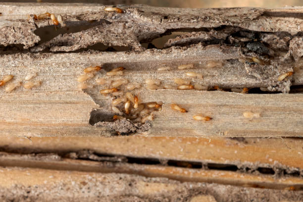 Best Affordable Pest Control Services  in Oroville, WA